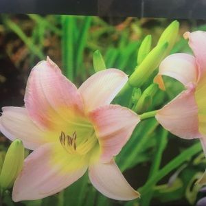 Meet your Posher, Dylan